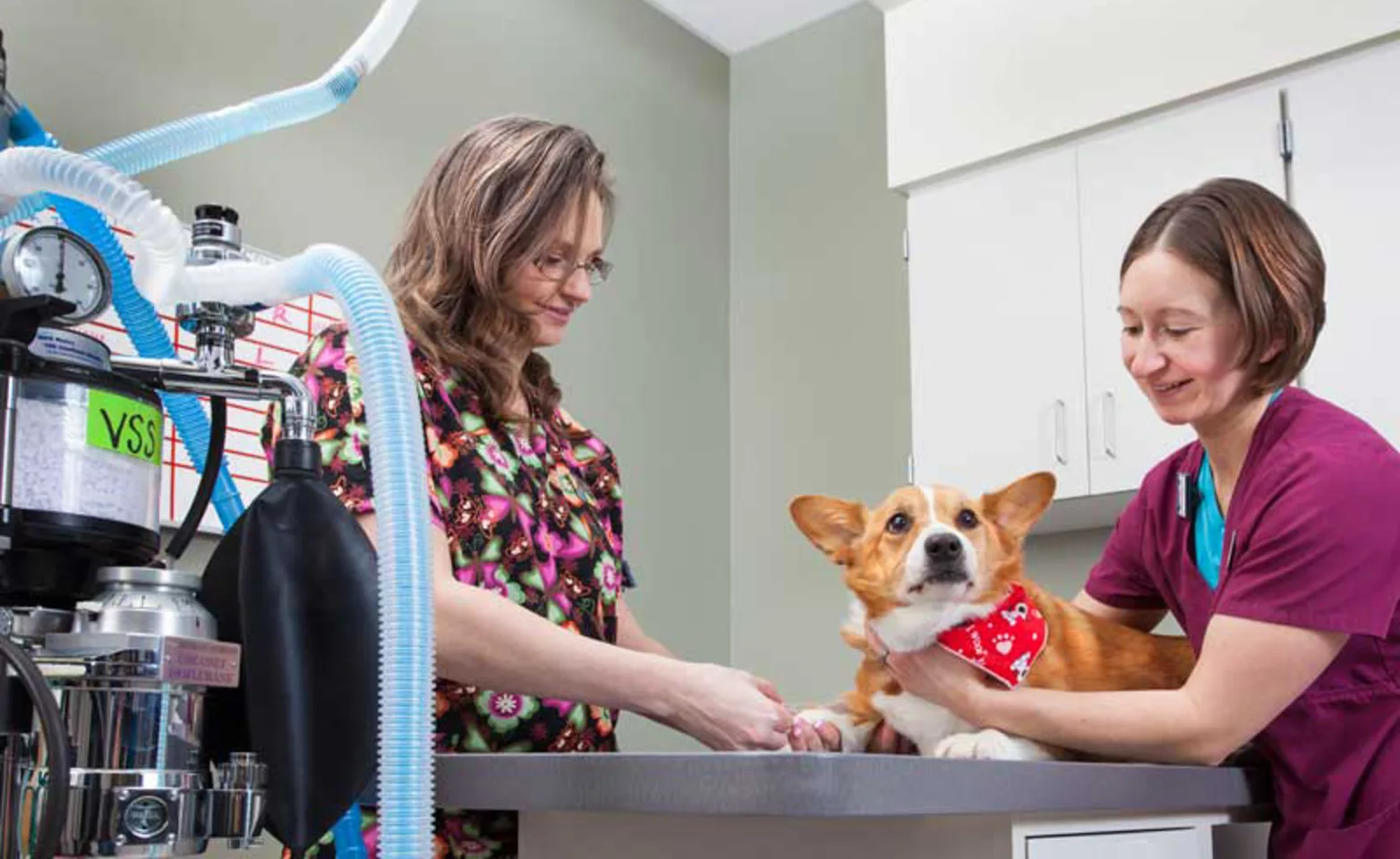 Veterinary surgical specialist staff with a corgi on a table